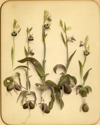 Orchidée sauvage, années 1870